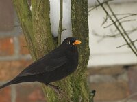 Turdus merula 28, Merel, Saxifraga-Willem van Kruijsbergen
