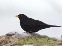 Turdus merula 46, Merel, Saxifraga-Luc Hoogenstein  Het Buurserzand is aangewezen als Natura 2000-gebied in het kader van de Natuurbeschermingswet. : koude, nature reserve, Natuurmonumenten, Habitatrichtijn, Buurse, Buurserzand, Natura 2000, Haaksbergen, kou, Overijssel, sneeuw, december, The Netherlands, winter, nature area, beschermd, Natura 2000-gebied, freezing, cold, natuurgebied, Nederland, protected, snow, Special Protected Area, Vogelrichtlijn
