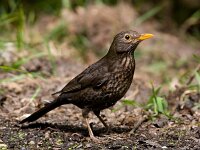 merel  merel in de Haspel : Turdus merula
