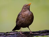 Merel  Merel bij Garderen : Turdus merula