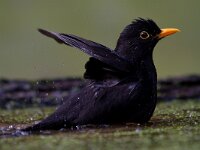 Merel  Merel bij Garderen : Turdus merula