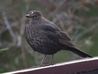 Turdus merula 56, Merel, Saxifraga-Bart Vastenhouw