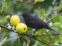 Turdus merula 58, Merel, Saxifraga-Bart Vastenhouw