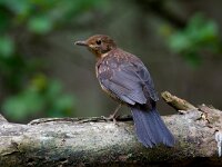 merel-juv.  merel in de Haspel : Turdus merula