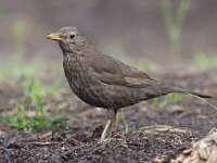 Turdus merula 62, Merel, Saxifraga-Mark Zekhuis