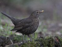 Turdus merula 63, Merel, Saxifraga-Mark Zekhuis