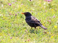 Turdus merula 66, Merel, Saxifraga-Bart Vastenhouw