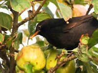 Turdus merula 67, Merel, Saxifraga-Bart Vastenhouw