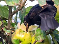 Turdus merula 68, Merel, Saxifraga-Bart Vastenhouw