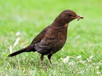 Turdus merula 72, Merel, Saxifraga-Bart Vastenhouw