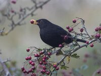 Turdus merula 78, Merel, Saxifraga-Mark Zekhuis