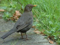 Turdus merula 9, Merel, Saxifraga-Jan van der Straaten
