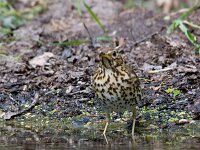 zanglijster  zanglijster ij de Haspel : Turdus philomelos