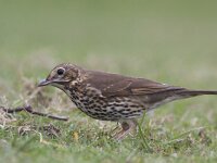 Turdus philomelos 16, Zanglijster, Saxifraga-Mark Zekhuis