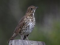 Turdus philomelos 17, Zanglijster, Saxifraga-Mark Zekhuis