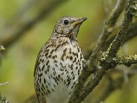 Turdus philomelos 3, Zanglijster, Saxifraga-Piet Munsterman