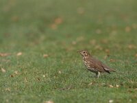 Turdus philomelos 6, Zanglijster, Saxifraga-Mark Zekhuis