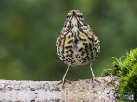 Turdus philomelos 72, Zanglijster, adult, Saxifraga-Theo Verstrael
