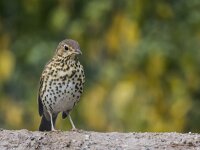 Turdus philomelos 75, Zanglijster, adult, Saxifraga-Theo Verstrael