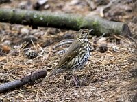 Turdus philomelos 79, Zanglijster, adult, Saxifraga-Theo Verstrael