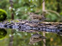 Turdus philomelos 82, Zanglijster, adult, Saxifraga-Theo Verstrael