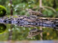 Turdus philomelos 84, Zanglijster, adult, Saxifraga-Theo Verstrael