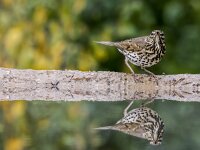 Turdus philomelos 88, Zanglijster, adult, Saxifraga-Theo Verstrael