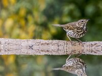 Turdus philomelos 89, Zanglijster, adult, Saxifraga-Theo Verstrael
