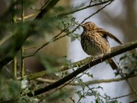 Turdus philomelos 91, Zanglijster, adult, Saxifraga-Theo Verstrael