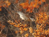 Turdus pilaris 10, Kramsvogel, Saxifraga-Piet Munsterman