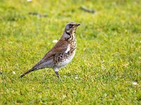 Turdus pilaris 100, Kramsvogel, Saxifraga-Bart Vastenhouw