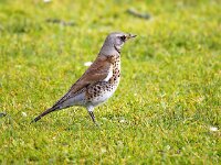 Turdus pilaris 101, Kramsvogel, Saxifraga-Bart Vastenhouw