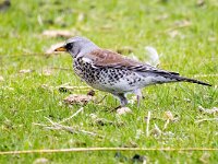 Turdus pilaris 102, Kramsvogel, Saxifraga-Bart Vastenhouw