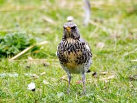 Turdus pilaris 103, Kramsvogel, Saxifraga-Bart Vastenhouw