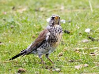 Turdus pilaris 104, Kramsvogel, Saxifraga-Bart Vastenhouw