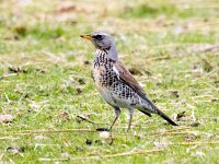 Turdus pilaris 105, Kramsvogel, Saxifraga-Bart Vastenhouw