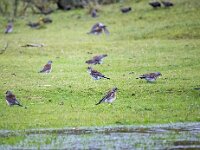 Turdus pilaris 106, Kramsvogel, Saxifraga-Bart Vastenhouw