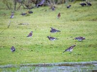 Turdus pilaris 107, Kramsvogel, Saxifraga-Bart Vastenhouw