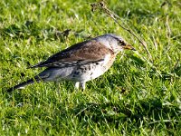 Turdus pilaris 108, Kramsvogel, Saxifraga-Bart Vastenhouw