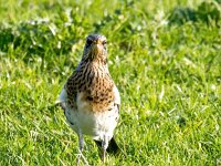 Turdus pilaris 109, Kramsvogel, Saxifraga-Bart Vastenhouw