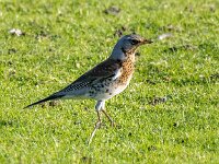 Turdus pilaris 110, Kramsvogel, Saxifraga-Bart Vastenhouw