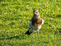 Turdus pilaris 111, Kramsvogel, Saxifraga-Bart Vastenhouw