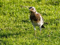 Turdus pilaris 112, Kramsvogel, Saxifraga-Bart Vastenhouw