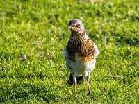 Turdus pilaris 113, Kramsvogel, Saxifraga-Bart Vastenhouw
