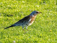 Turdus pilaris 114, Kramsvogel, Saxifraga-Bart Vastenhouw