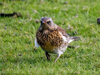 Turdus pilaris 115, Kramsvogel, Saxifraga-Bart Vastenhouw