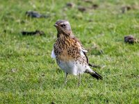 Turdus pilaris 116, Kramsvogel, Saxifraga-Bart Vastenhouw