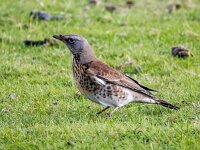 Turdus pilaris 117, Kramsvogel, Saxifraga-Bart Vastenhouw