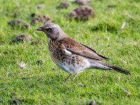 Turdus pilaris 118, Kramsvogel, Saxifraga-Bart Vastenhouw
