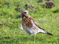 Turdus pilaris 119, Kramsvogel, Saxifraga-Bart Vastenhouw